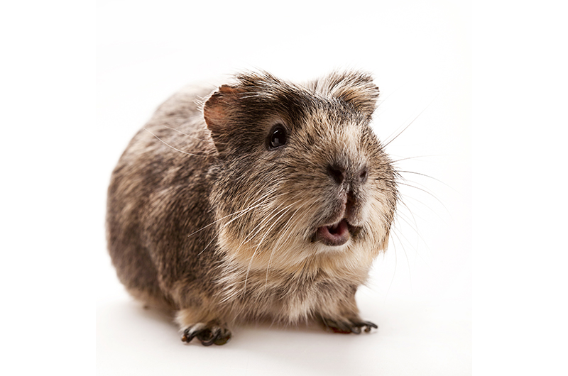 Guinea Pigs